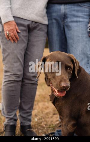 Brown labrador si siede all'esterno con una coppia sfocata sullo sfondo Foto Stock