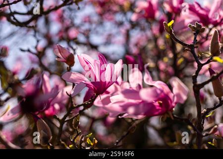 Primo piano di magnolia rosa fiorisce alla luce del sole. Petali rosa brillante Foto Stock