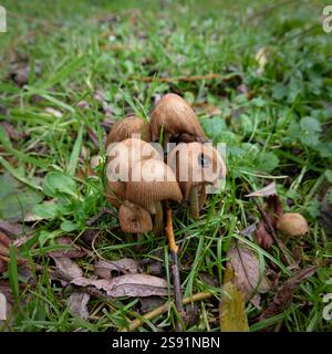 Vista ravvicinata di diversi piccoli funghi Inkcap marrone chiaro - uno danneggiato - raggruppati sul terreno tra erba verde e lettiera. Foto Stock