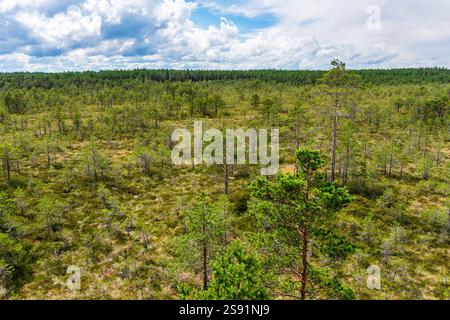 Foresta nel Parco Nazionale di Lahemaa, Estonia Foto Stock