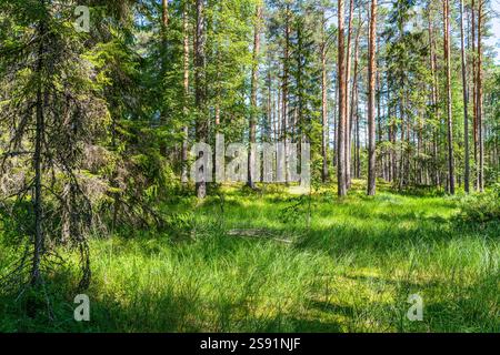 Foresta nel Parco Nazionale di Lahemaa, Estonia Foto Stock