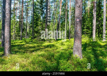 Foresta nel Parco Nazionale di Lahemaa, Estonia Foto Stock