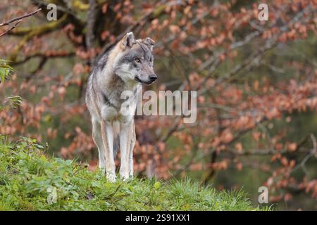 Una femmina di lupo grigio eurasiatico (Canis lupus lupus) si trova su un prato verde in cima a una collina. Un albero nel fogliame autunnale è sullo sfondo Foto Stock
