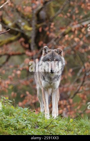Una femmina di lupo grigio eurasiatico (Canis lupus lupus) si trova su un prato verde in cima a una collina. Un albero nel fogliame autunnale è sullo sfondo Foto Stock