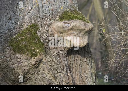 Un vecchio albero con corteccia gnarata e muschio nella foresta, crescita animale a testa, Assia, Germania, Europa Foto Stock