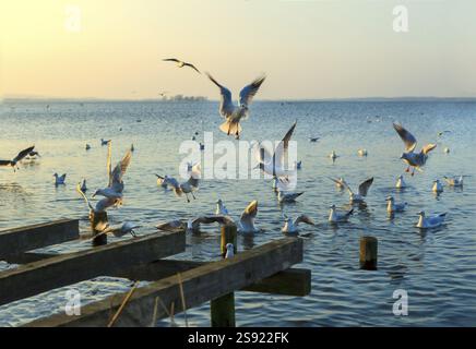 Gabbiani che sorvolano il mare di Steinhuder Meer o Steinhuder, bassa Sassonia, Germania, a nord-ovest di Hannover. Tramonto, Europa Foto Stock