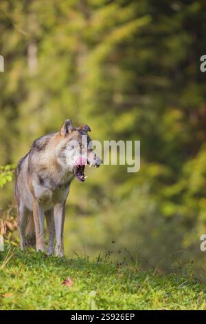 Un lupo grigio eurasiatico (Canis lupus lupus) sorge su un prato su una collina con un fogliame colorato sullo sfondo Foto Stock