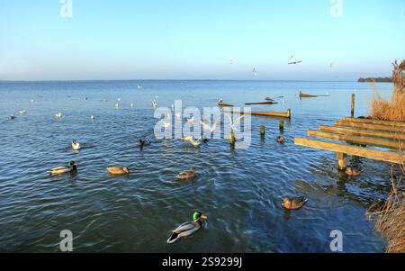 Gabbiani che sorvolano il mare di Steinhuder Meer o Steinhuder, bassa Sassonia, Germania, a nord-ovest di Hannover. Tramonto, Europa Foto Stock