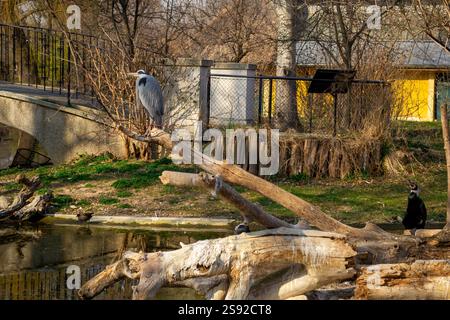Vista di un airone grigio seduto su un tronco secco allo zoo. Foto Stock