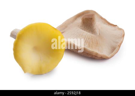 Ripresa in studio di funghi Chanterelle Shiitake tagliati su uno sfondo bianco Foto Stock