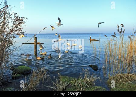 Gabbiani che sorvolano il mare di Steinhuder Meer o Steinhuder, bassa Sassonia, Germania, a nord-ovest di Hannover. Tramonto, Europa Foto Stock