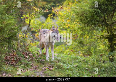 Un lupo grigio eurasiatico (Canis lupus lupus) sorge su un prato su una collina con un fogliame colorato sullo sfondo Foto Stock