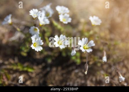Cerastium alpinum, comunemente chiamato orecchie di topo alpino o albaccia alpina. Fiore settentrionale della tundra della Groenlandia. Mazzo di fiori bianchi sono in una f Foto Stock