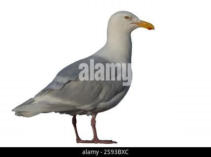 Un grande isolato polare di gabbiano Glacous su sfondo bianco. Gabbiano Glaucous, Larus hyperboreus, uccello singolo. Seagull si trova su uno sfondo bianco. Foto Stock