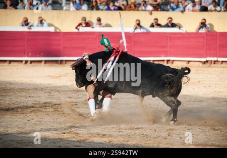 Forcado si aggrappa al toro. La corrida in Portogallo coinvolge un gruppo di uomini chiamati forcados che affrontano il toro in linea con il forcad principale Foto Stock