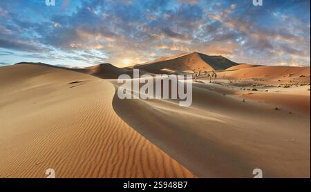 Le splendide dune di sabbia di Erg Chebbi Saharah con cammelli, il Sahara, il Marocco all'alba, il paesaggio panoramico Foto Stock