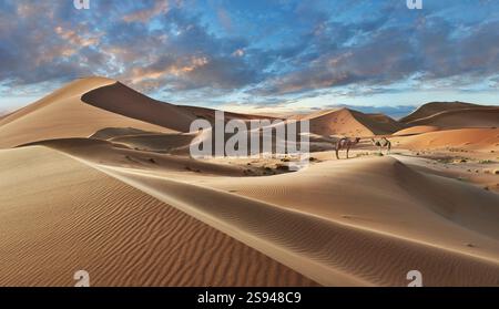 Le splendide dune di sabbia di Erg Chebbi Saharah con cammelli, il Sahara, il Marocco all'alba, il paesaggio panoramico Foto Stock