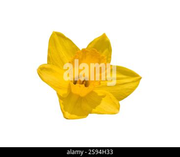 Fessura isolata testa floreale giallo su bianco Foto Stock
