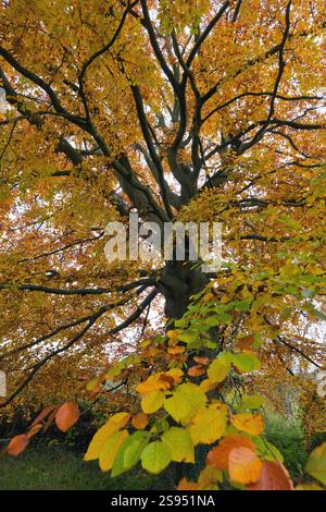 Dettaglio di un comune faggio, Fagus Sylvatica, in pieno autunno Foto Stock