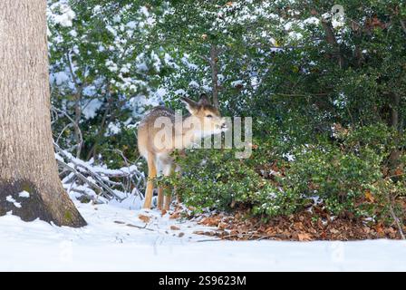 Il cervo dalla coda bianca si fa vivo nei boschi invernali. New Jersey, Stati Uniti. Foto Stock