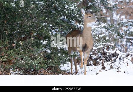 Cervi dalla coda bianca nei boschi invernali. New Jersey, Stati Uniti. Foto Stock