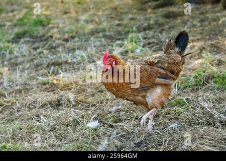 Chimacum, Stato di Washington, Stati Uniti. Galline americane a portata di mano Foto Stock