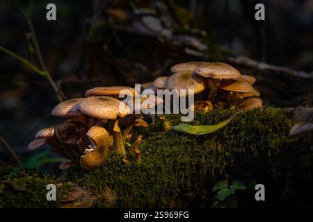Grande gruppo di funghi che crescono nel fresco legno di mossy. Foto Stock