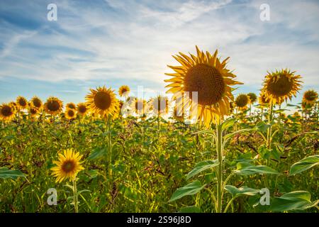 Campo di girasoli giallo sotto un tramonto dorato. Un cielo di nuvole e sole appena sopra l'orizzonte. Foto Stock