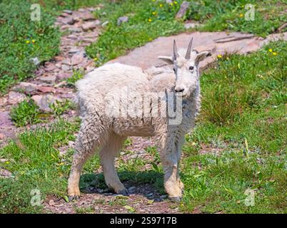 Baby Mountain Goat in un prato estivo nel Glacier National Park in Montana Foto Stock