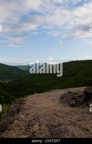 Tagli netti in una vecchia foresta di crescita Foto Stock