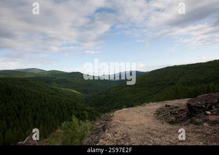 Tagli netti in una vecchia foresta di crescita Foto Stock