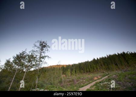 Tagli netti in una vecchia foresta di crescita Foto Stock