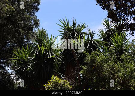 le sottili foglie verdi appuntite formano un baldacchino sopra un cielo blu brillante Foto Stock