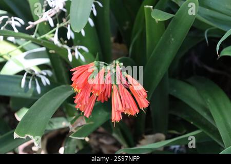 primo piano di piccoli, lunghi e sottili fiori rossi Foto Stock