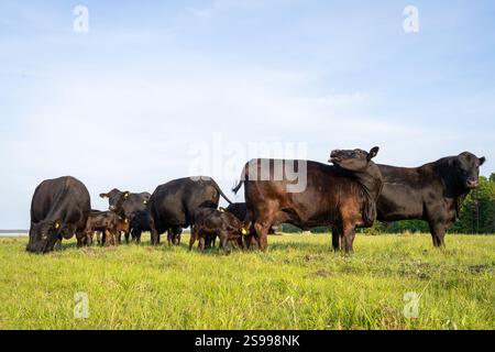 Bestiame nero Aberdeen Angus che pascolano su un pascolo sulla costa settentrionale di Hiiumaa. Toro nero Angus, mucche e vitelli in un prato sulla spiaggia. Foto Stock