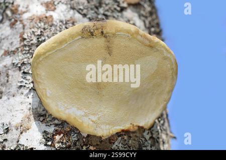 Parte inferiore di un fungo di conchiglia polipare che cresce su un tronco di albero Foto Stock