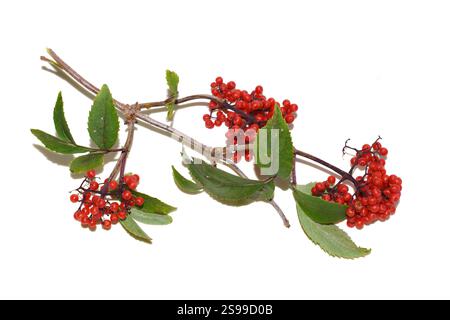Ramo di Sambucus racemosa con bacche rosse isolate su sfondo bianco Foto Stock