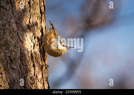 Un uccello nuthatch siede su un tronco di albero, giorno di sole di gennaio Foto Stock