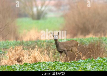 Roe Deer nel campo verde Foto Stock