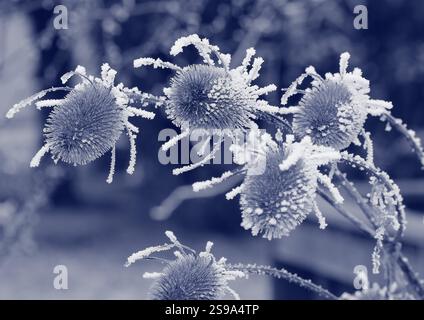 Wild teasel (Dipsacus fullonum), dried inflorescences with hoarfrost, monochrome North Rhine-Westphalia, Germany, Europe Stock Photo