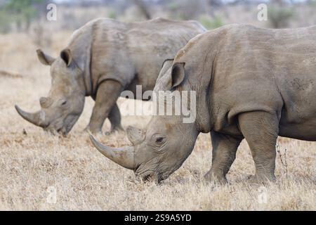 Rinoceronte bianco meridionale (Ceratotherium simum simum), due maschi adulti che nutrono erba secca, savana, Kruger National Park, Sudafrica, Africa Foto Stock