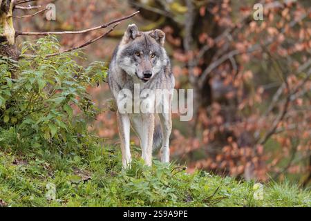 Una femmina di lupo grigio eurasiatico (Canis lupus lupus) si trova su un prato verde in cima a una collina. Un albero nel fogliame autunnale è sullo sfondo Foto Stock