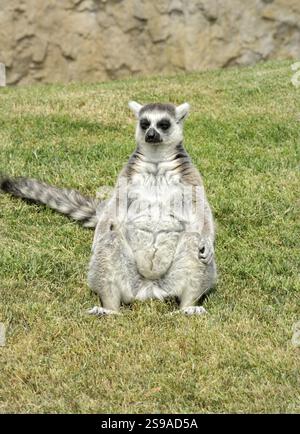 Il lembo dalla coda ad anelli del Madagascar si trova in una posa divertente sull'erba. Parco naturale di Valencia Foto Stock