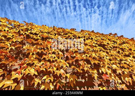Autunno con foglie rosse su sfondo blu Foto Stock