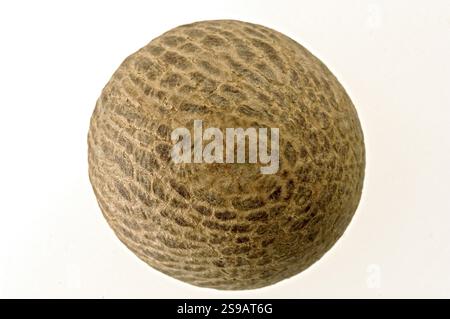 Noci di betel Foto Stock
