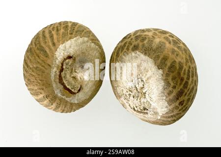 Noci di betel Foto Stock