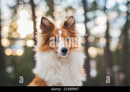 Sheepdog Shetland Foto Stock