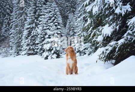 Un cane di recupero per pedalare con anatra della nuova Scozia si trova nel mezzo di una natura selvaggia piena di neve, circondata da alti alberi polverati di neve. Foto Stock
