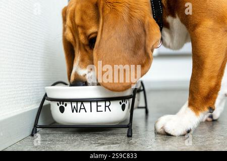 Cane Beagle che beve acqua Foto Stock