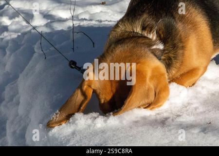 Cane Beagle sulla passeggiata invernale, nascosto nella neve Foto Stock